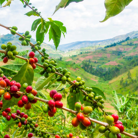 Ethiopia Sidamo Washed